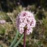 Valeriana tuberosa L. Caprifoliaceae Valériane tubéreuse