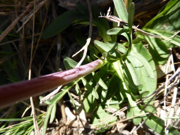 Valeriana tuberosa L. Caprifoliaceae Valériane tubéreuse