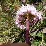 Valeriana tuberosa L. Caprifoliaceae Valériane tubéreuse