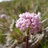 Valeriana tuberosa L. Caprifoliaceae Valériane tubéreuse