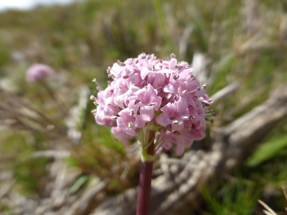 Valeriana tuberosa L. Caprifoliaceae Valériane tubéreuse