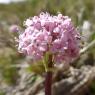 Valeriana tuberosa L. Caprifoliaceae Valériane tubéreuse