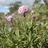 Valeriana tuberosa L. Caprifoliaceae Valériane tubéreuse