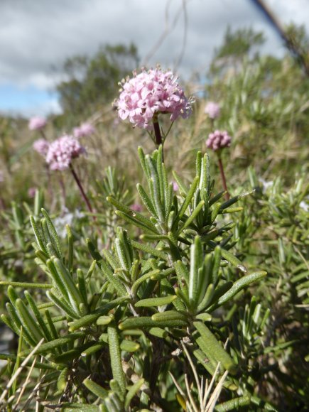 Valeriana tuberosa L. Caprifoliaceae Valériane tubéreuse