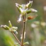 Cerastium glomeratum Thuill. Caryophyllaceae - Céraiste agglomér
