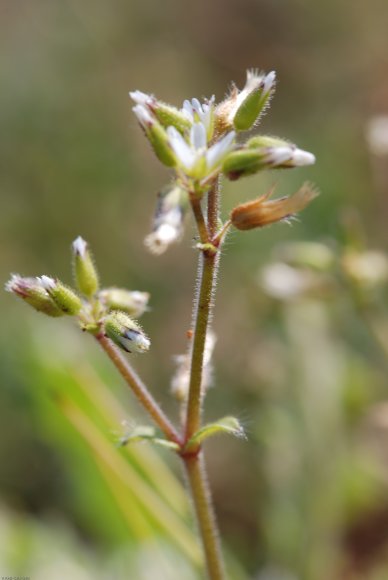 Cerastium glomeratum Thuill. Caryophyllaceae - Céraiste agglomér