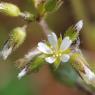 Cerastium glomeratum Thuill. Caryophyllaceae - Céraiste agglomér