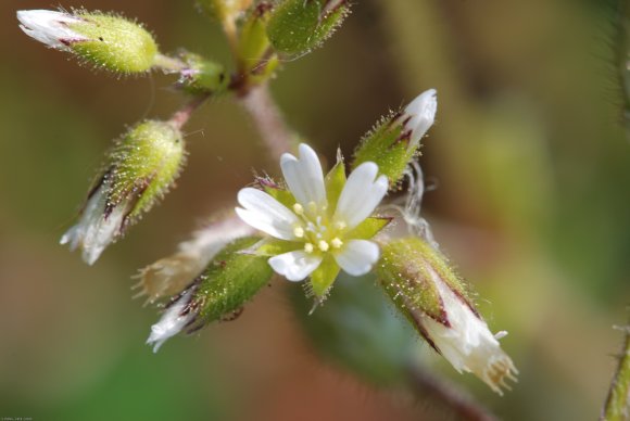 Cerastium glomeratum Thuill. Caryophyllaceae - Céraiste agglomér