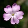 Dianthus caryophyllus L. Caryophyllaceae-Oeillet