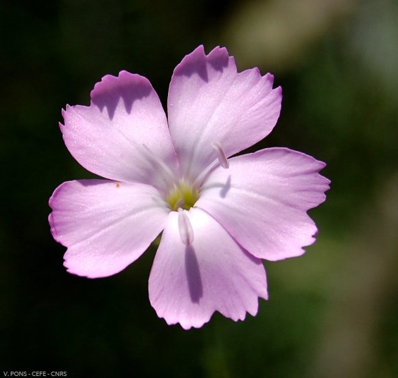 Dianthus caryophyllus L. Caryophyllaceae-Oeillet