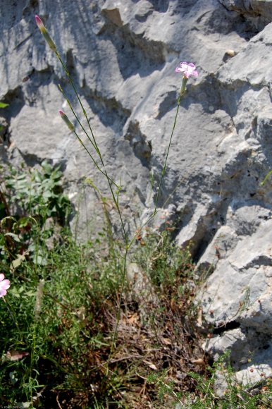 Dianthus caryophyllus L. Caryophyllaceae-Oeillet