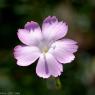 Dianthus caryophyllus L. Caryophyllaceae-Oeillet