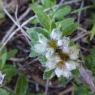 Paronychia argentea Lam. Caryophyllaceae Paronyque argentée