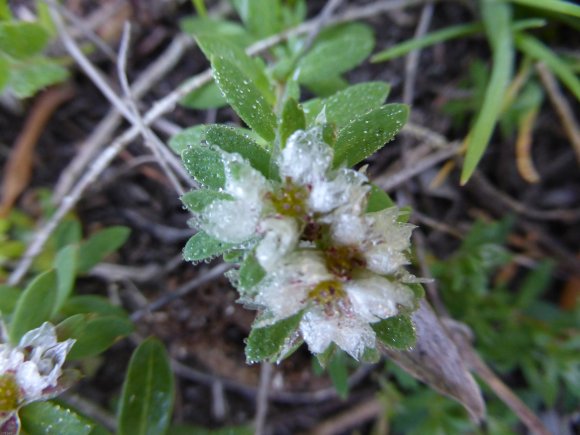 Paronychia argentea Lam. Caryophyllaceae Paronyque argentée