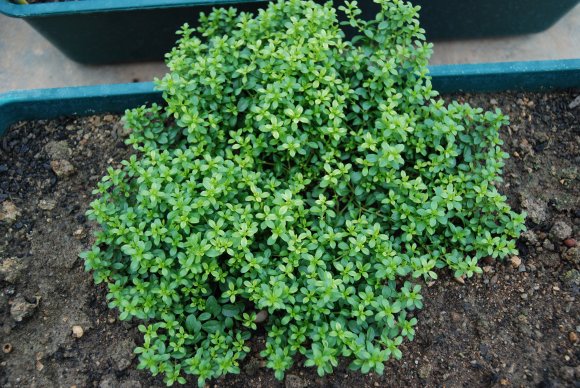 Polycarpon tetraphyllum (L.) L. Caryophyllaceae - Polycarpe à qu