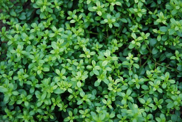 Polycarpon tetraphyllum (L.) L. Caryophyllaceae - Polycarpe à qu