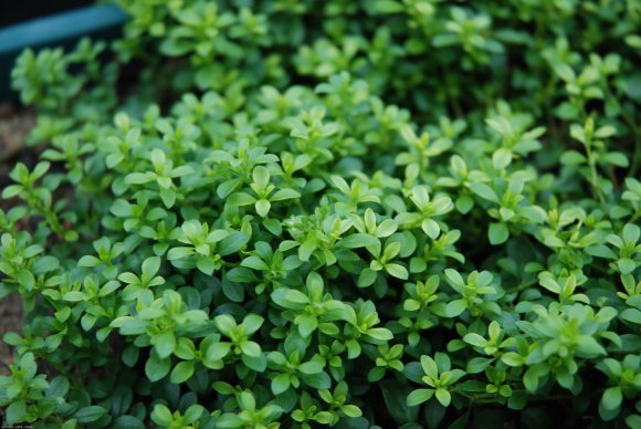 Polycarpon tetraphyllum (L.) L. Caryophyllaceae - Polycarpe à qu