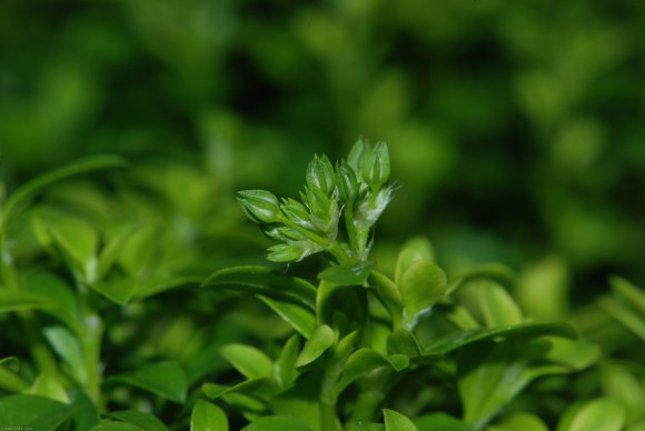 Polycarpon tetraphyllum (L.) L. Caryophyllaceae - Polycarpe à qu