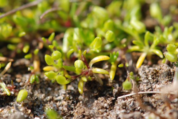 Sagina maritima G.Don Caryophyllaceae - Sagine maritime