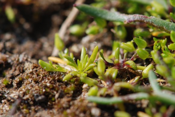 Sagina maritima G.Don Caryophyllaceae - Sagine maritime