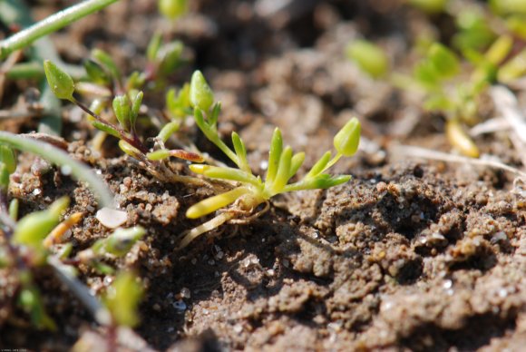 Sagina maritima G.Don Caryophyllaceae - Sagine maritime