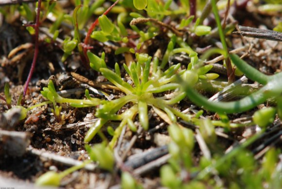 Sagina maritima G.Don Caryophyllaceae - Sagine maritime