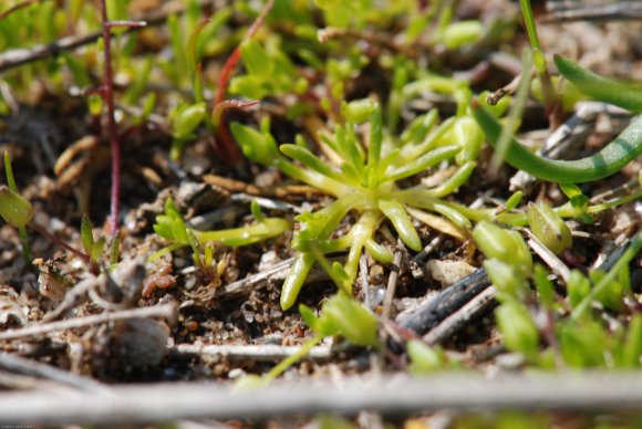 Sagina maritima G.Don Caryophyllaceae - Sagine maritime