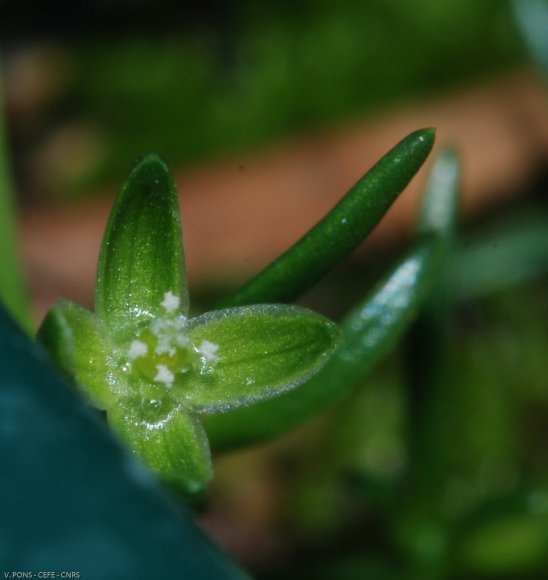 Sagina procumbens L. Caryophyllaceae - Sagine couchée