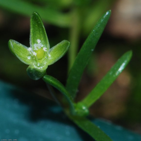 Sagina procumbens L. Caryophyllaceae - Sagine couchée