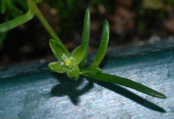 Sagina procumbens L. Caryophyllaceae - Sagine couchée