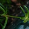 Sagina procumbens L. Caryophyllaceae - Sagine couchée