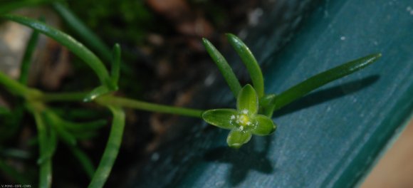 Sagina procumbens L. Caryophyllaceae - Sagine couchée