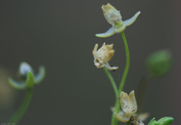 Sagina procumbens L. Caryophyllaceae - Sagine couchée