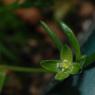 Sagina procumbens L. Caryophyllaceae - Sagine couchée