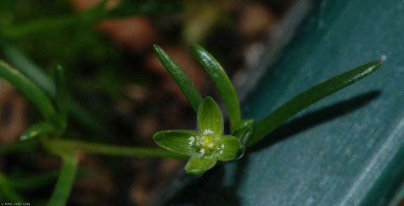 Sagina procumbens L. Caryophyllaceae - Sagine couchée