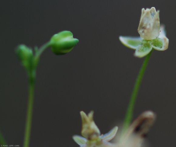Sagina procumbens L. Caryophyllaceae - Sagine couchée