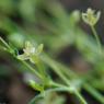 Sagina procumbens L. Caryophyllaceae - Sagine couchée