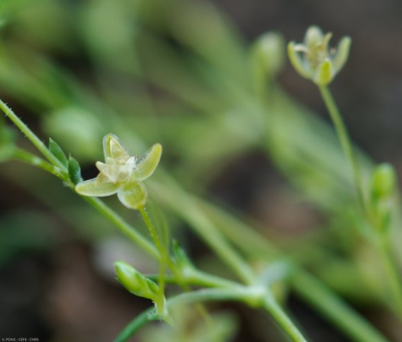 Sagina procumbens L. Caryophyllaceae - Sagine couchée