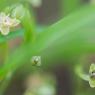 Sagina procumbens L. Caryophyllaceae - Sagine couchée