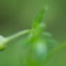 Sagina procumbens L. Caryophyllaceae - Sagine couchée