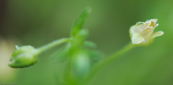 Sagina procumbens L. Caryophyllaceae - Sagine couchée