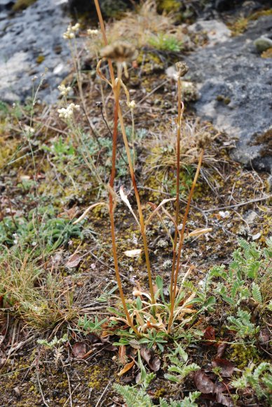 Saponaria bellidifolia Sm. Caryophyllaceae - Saponaire à feuille