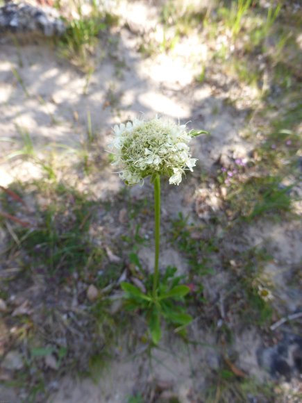 Saponaria bellidifolia Sm. Caryophyllaceae - Saponaire à feuille