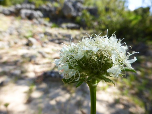 Saponaria bellidifolia Sm. Caryophyllaceae - Saponaire à feuille