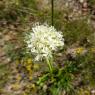 Saponaria bellidifolia Sm. Caryophyllaceae - Saponaire à feuille