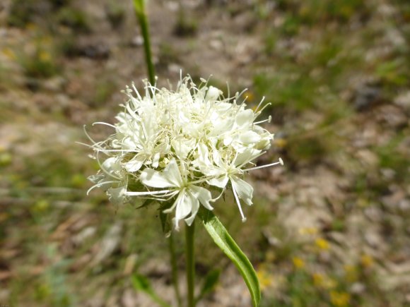 Saponaria bellidifolia Sm. Caryophyllaceae - Saponaire à feuille