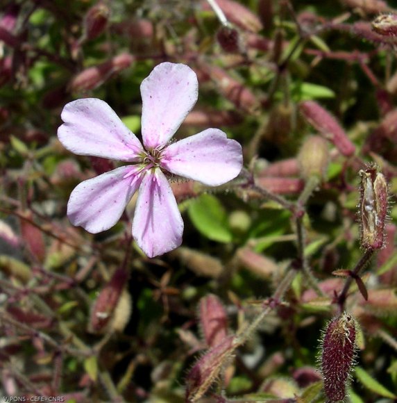 Saponaria ocymoides L. Caryophyllaceae-Saponaire de Montpellier