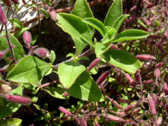 Saponaria ocymoides L. Caryophyllaceae-Saponaire de Montpellier