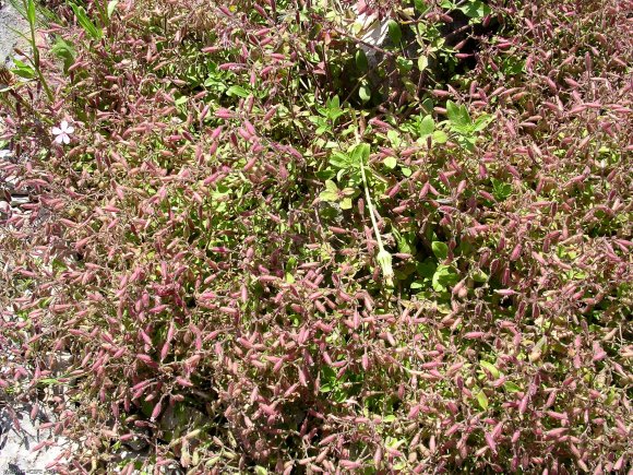 Saponaria ocymoides L. Caryophyllaceae-Saponaire de Montpellier