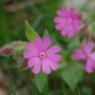 Silene dioica (L.) Clairv. Caryophyllaceae - Compagnon rouge
